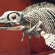 Image for article titled Before Whale Falls, There Were Ichthyosaur Falls